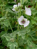 Althaea