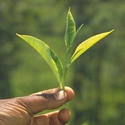 Weißer Tee Blatt