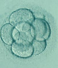 Embryo